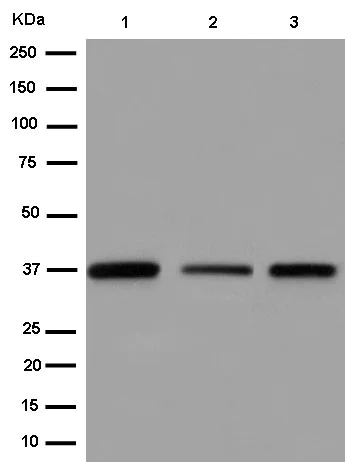 Western blot - Anti-TCEA1 antibody [EPR15036] - BSA and Azide free (AB250717)