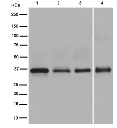 Western blot - Anti-TCEA1 + TCEA2 + TCEA3 antibody [EPR14821] (AB185947)