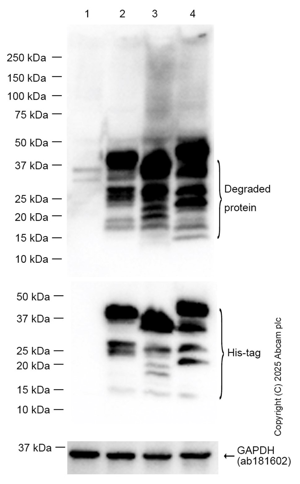 Western blot - Anti-TCEA1 + TCEA2 + TCEA3 antibody [EPR14821] (ab185947), expandable thumbnail