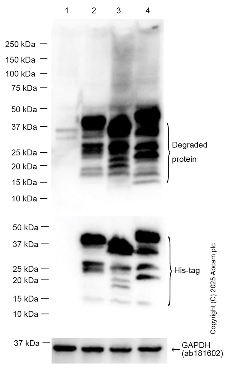 Western blot - Anti-TCEA1 + TCEA2 + TCEA3 antibody [EPR14821] (AB185947)