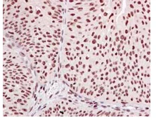 Immunohistochemistry (Formalin/PFA-fixed paraffin-embedded sections) - Anti-TCEA1 + TCEA2 + TCEA3 antibody [EPR14821] - BSA and Azide free (AB242405)
