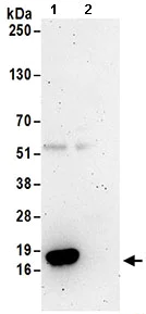 Immunoprecipitation - Anti-TCEB2/Elongin-B antibody (AB168836)