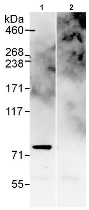 Immunoprecipitation - Anti-TCF-25 antibody (AB225627)