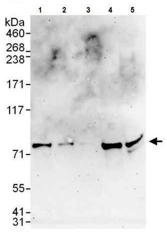 Western blot - Anti-TCF-25 antibody (AB225627)