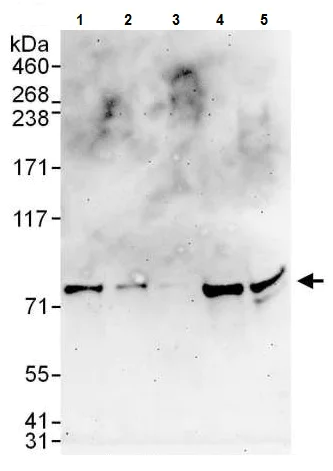 Western blot - Anti-TCF-25 antibody (AB225627)