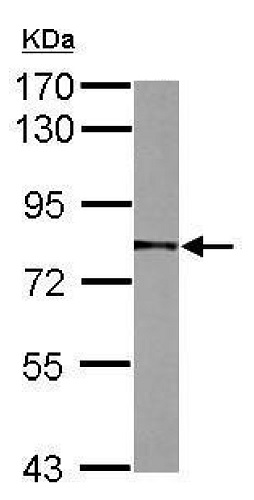 Western blot - Anti-TCF-25 antibody (AB227150), expandable thumbnail