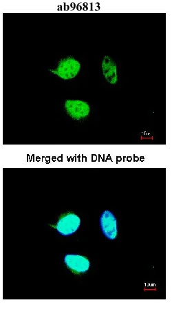 Immunocytochemistry/ Immunofluorescence - Anti-TCF-25 antibody (AB96813)