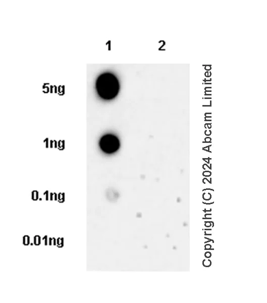 Dot Blot - Anti-TCF-3/TCF7L1 antibody [EPR28832-90] (AB319109)