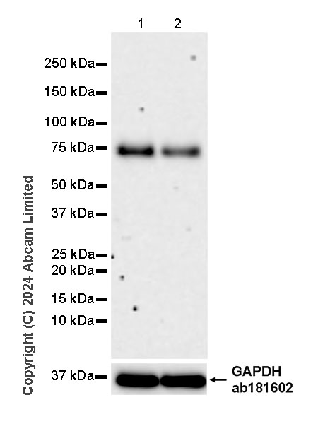 Western blot - Anti-TCF-3/TCF7L1 antibody [EPR28832-90] - BSA and Azide free (AB319110)