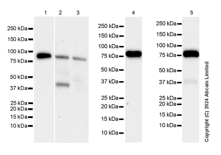 Western blot - Anti-TCF-3/TCF7L1 antibody [EPR28832-90] - BSA and Azide free (AB319110)