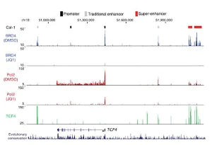 ChIP - Anti-TCF-4 antibody [NCI-R159-6] (AB217668)