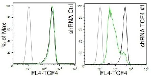 Flow Cytometry (Intracellular) - Anti-TCF-4 antibody [NCI-R159-6] - BSA and Azide free (AB223073)