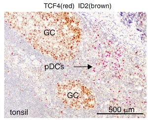 Immunohistochemistry (Formalin/PFA-fixed paraffin-embedded sections) - Anti-TCF-4 antibody [NCI-R159-6] - BSA and Azide free (AB223073)