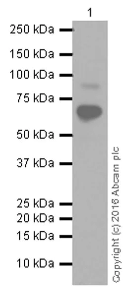 Western blot - Anti-TCF-4 antibody [NCI-R159-6] - BSA and Azide free (AB223073)