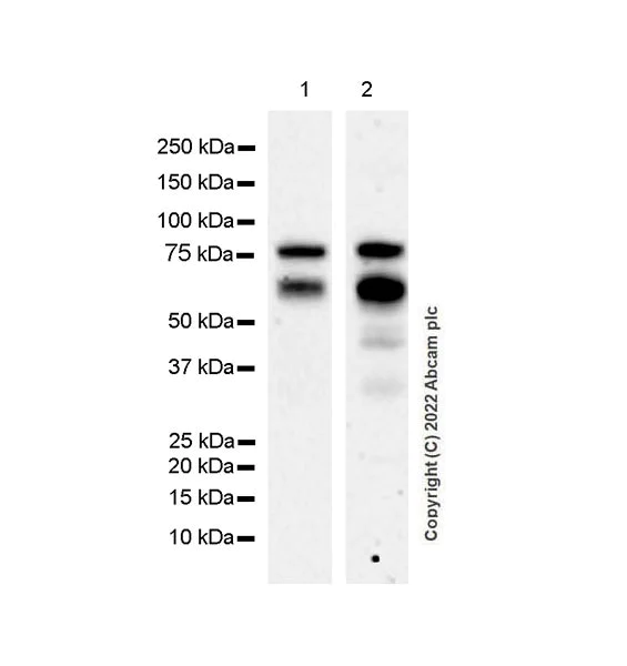 Western blot - Anti-TCF-4 antibody [NCI-R159-6] - BSA and Azide free (AB223073)