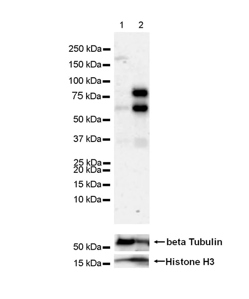 Western blot - Anti-TCF-4 antibody [NCI-R159-6] - BSA and Azide free (AB223073)