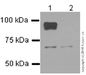 Western blot - Anti-TCF-4 antibody [NCI-R159-6] - BSA and Azide free (AB223073)