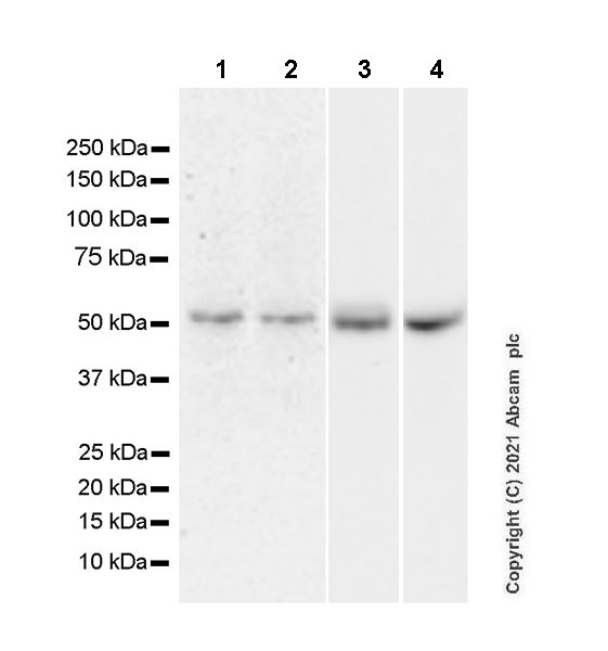 Western blot - Anti-TCF-4/TCF7L2+TCF-3/TCF7L1 antibody [EPR24701-87] (AB272235)