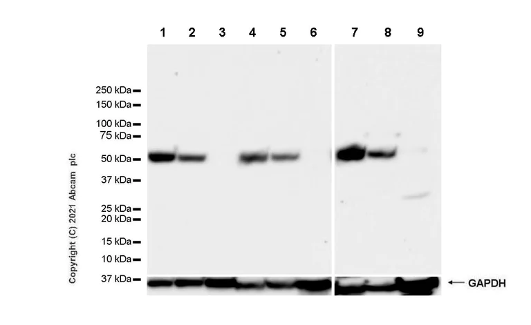 Western blot - Anti-TCF-4/TCF7L2+TCF-3/TCF7L1 antibody [EPR24701-87] - BSA and Azide free (AB283718)