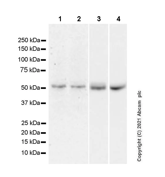 Western blot - Anti-TCF-4/TCF7L2+TCF-3/TCF7L1 antibody [EPR24701-87] - BSA and Azide free (AB283718)