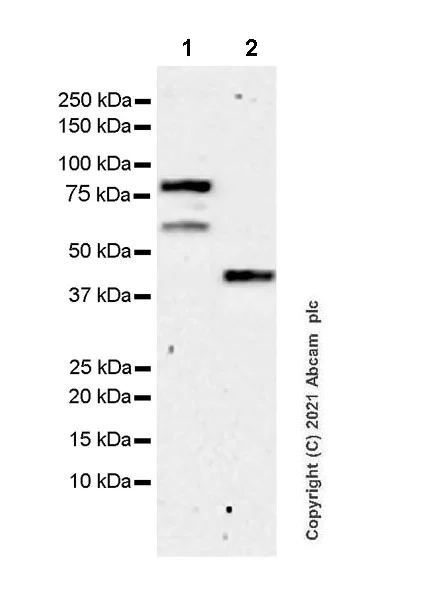 Western blot - Anti-TCF-4/TCF7L2+TCF-3/TCF7L1 antibody [EPR24701-87] - BSA and Azide free (AB283718)
