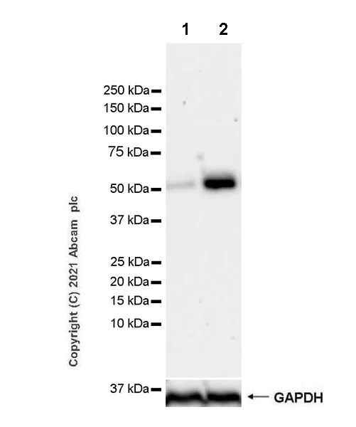 Western blot - Anti-TCF-4/TCF7L2+TCF-3/TCF7L1 antibody [EPR24701-87] - BSA and Azide free (AB283718)