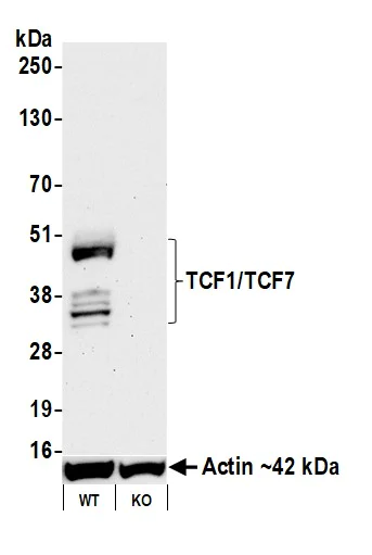 Western blot - Anti-TCF1/TCF7 antibody [BLR228K] - BSA free (AB314082)