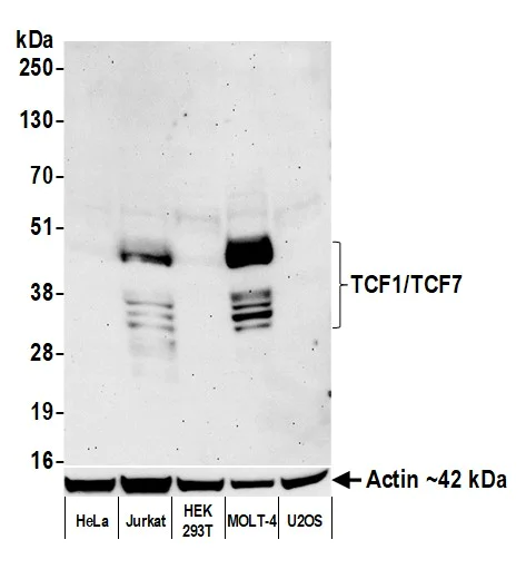 Western blot - Anti-TCF1/TCF7 antibody [BLR228K] - BSA free (AB314082)
