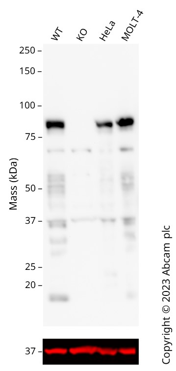Western blot - Anti-TCF12 antibody [7B3] (AB243149)