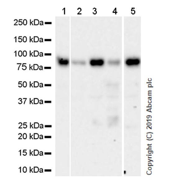 Western blot - Anti-TCF12 antibody [7B3] - BSA and Azide free (AB252269)
