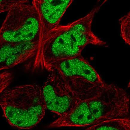 Immunocytochemistry/ Immunofluorescence - Anti-TCF12 antibody (AB222040)