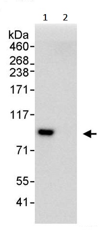 Immunoprecipitation - Anti-TCF12 antibody (AB245540)