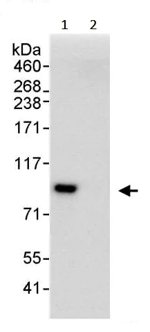 Immunoprecipitation - Anti-TCF12 antibody (AB245540)