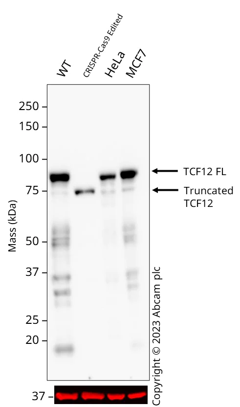 Western blot - Anti-TCF12 antibody (AB245540)