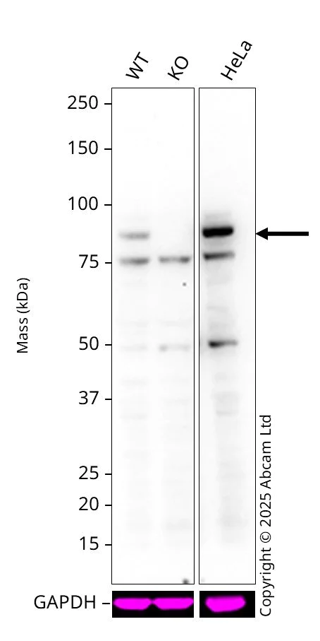 Western blot - Anti-TCF12 antibody (AB245540)