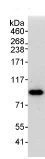 Immunoprecipitation - Anti-TCF12 antibody (AB70746)
