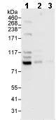 Western blot - Anti-TCF12 antibody (AB70746)