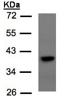 Western blot - Anti-TCF19/SC1 antibody (AB96828)