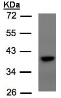 Western blot - Anti-TCF19/SC1 antibody (AB96828)
