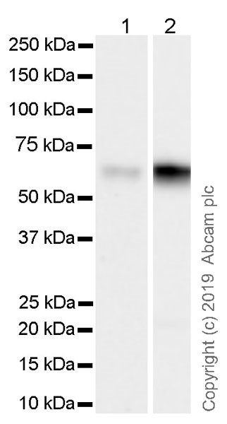 Western blot - Anti-TCF3 / E2A antibody [7H3] (AB243152)
