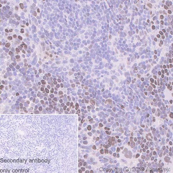Immunohistochemistry (Formalin/PFA-fixed paraffin-embedded sections) - Anti-TCF3 / E2A antibody [7H3] - BSA and Azide free (AB252255)