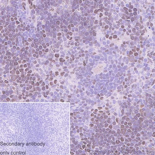 Immunohistochemistry (Formalin/PFA-fixed paraffin-embedded sections) - Anti-TCF3 / E2A antibody [7H3] - BSA and Azide free (AB252255)
