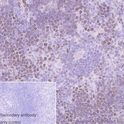 Immunohistochemistry (Formalin/PFA-fixed paraffin-embedded sections) - Anti-TCF3 / E2A antibody [7H3] - BSA and Azide free (AB252255)