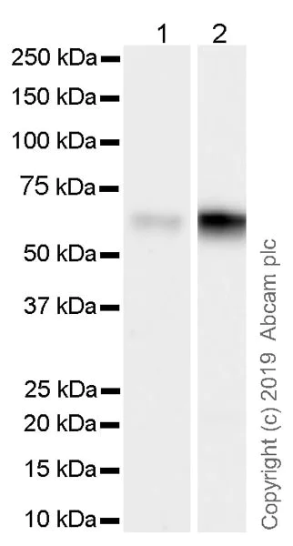 Western blot - Anti-TCF3 / E2A antibody [7H3] - BSA and Azide free (AB252255)