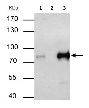 Immunoprecipitation - Anti-TCF3 / E2A antibody (AB228699)