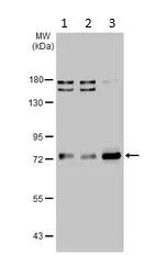 Western blot - Anti-TCF3 / E2A antibody (AB228699)