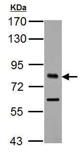 Western blot - Anti-TCF3 / E2A antibody (AB228699)