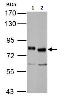 Western blot - Anti-TCF3 / E2A antibody (AB228699)