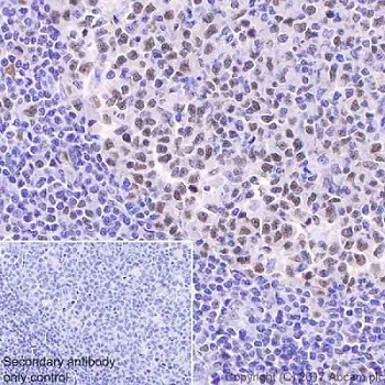Immunohistochemistry (Formalin/PFA-fixed paraffin-embedded sections) - Anti-TCF3 / E2A antibody [EPR20682] (AB224638)