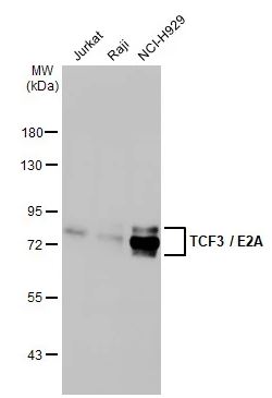 Western blot - Anti-TCF3 / E2A antibody [HL1954] (AB308211), expandable thumbnail